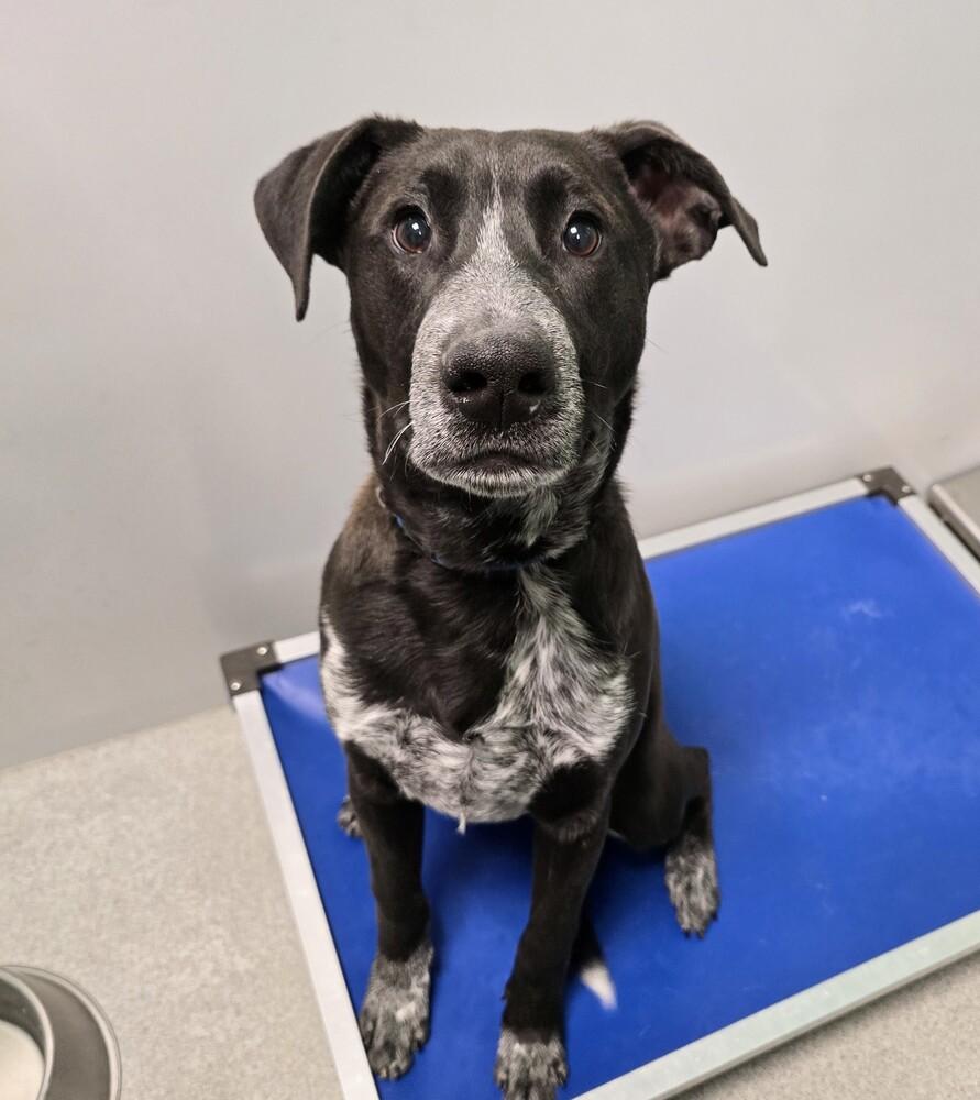 Enlarge Security, a Adoptable mixed breed in Wellington, KS image 3/6