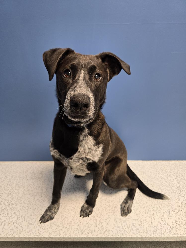 Enlarge Security, a Adoptable mixed breed in Wellington, KS image 5/6