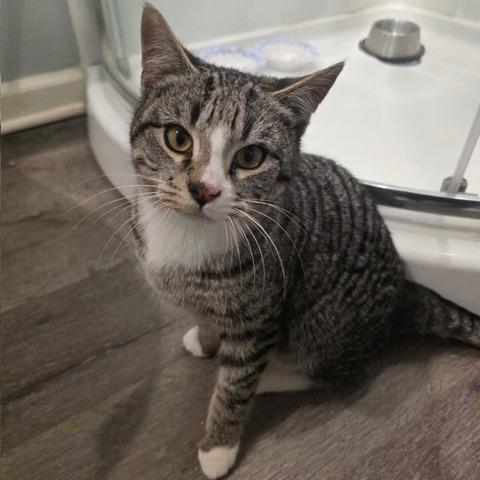 0226-85 Boots, Adoptable, Young Male Domestic Short Hair.