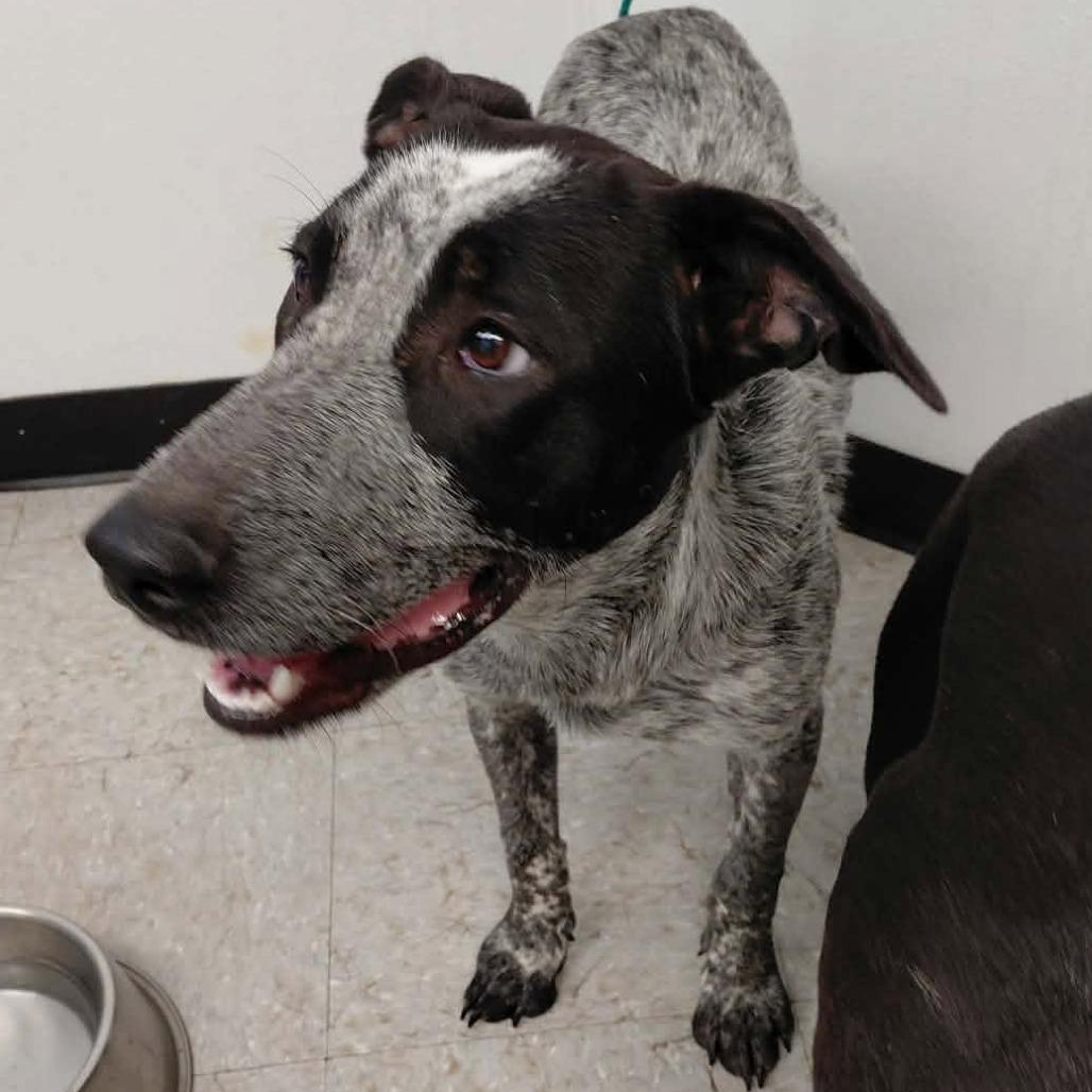Freckles 26-09-057, Adoptable, Young Male Australian Cattle Dog / Blue Heeler.