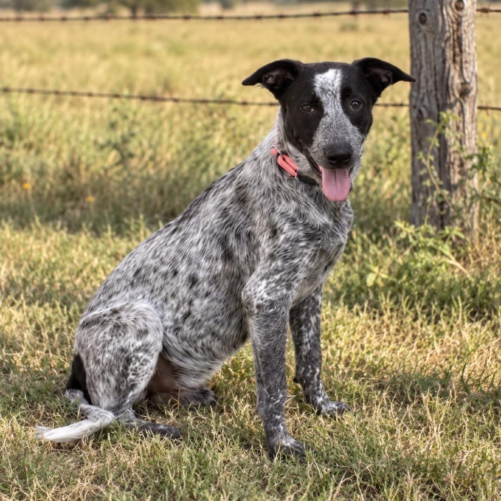 Enlarge Freckles 26-09-057, a Adoptable Australian Cattle Dog / Blue Heeler in Bastrop, TX image 3/3