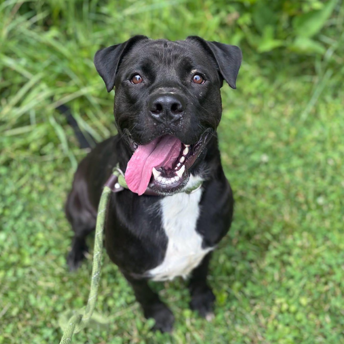Enlarge Breeze, a ADOPTABLE mixed breed in Millfield, OH image 1/5