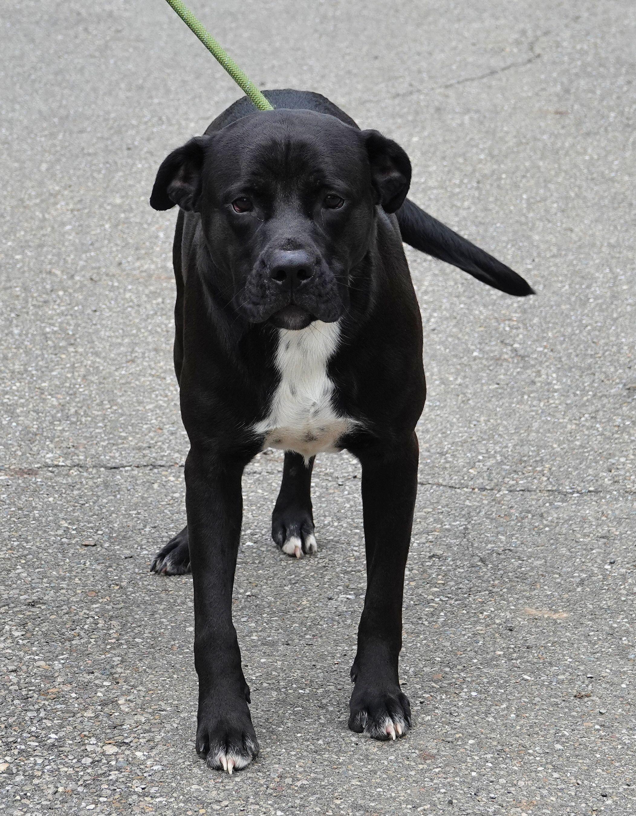 Breeze, a ADOPTABLE mixed breed in Millfield, OH image 4/4
