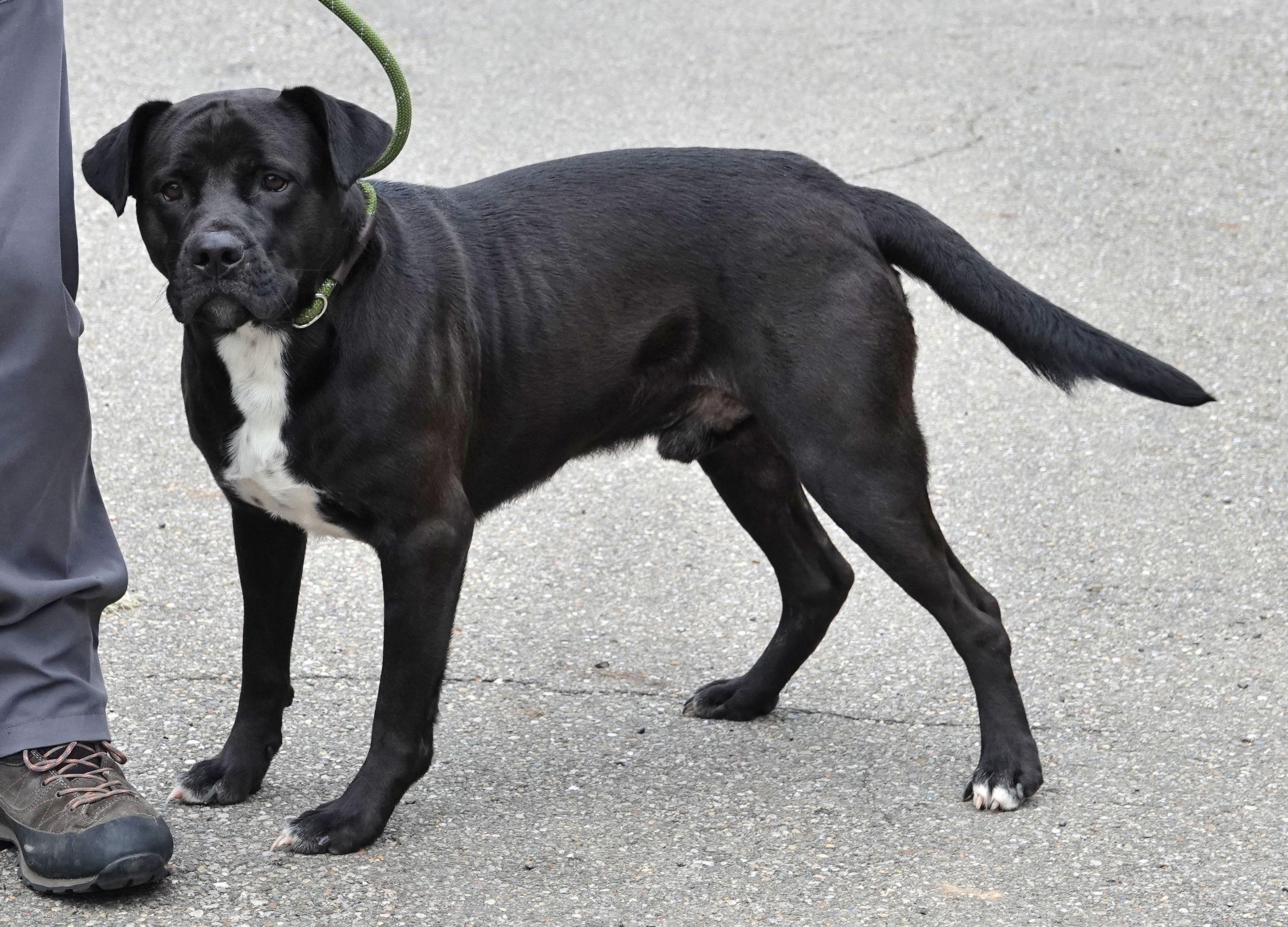 Breeze, a ADOPTABLE mixed breed in Millfield, OH image 2/4