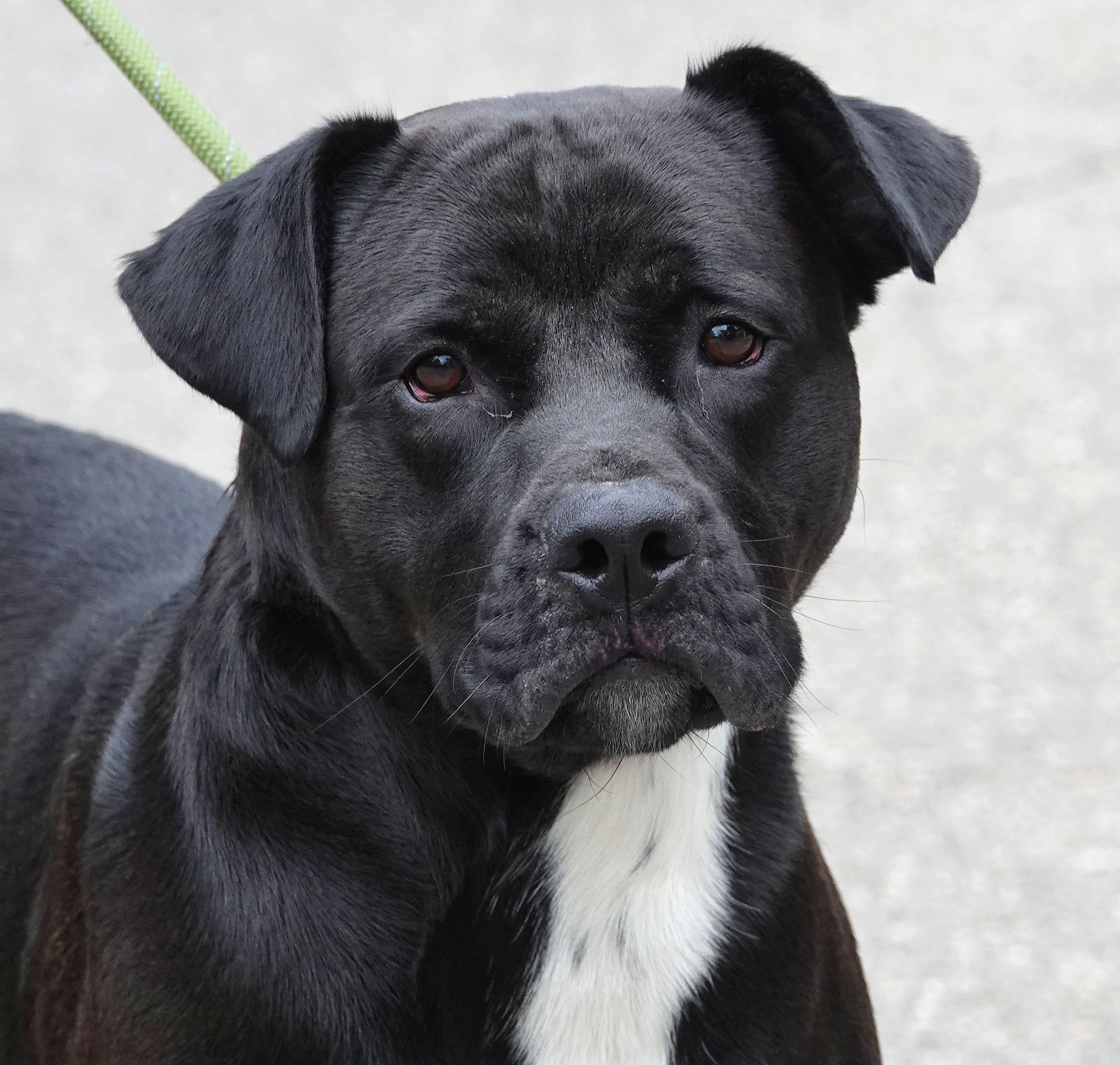 Breeze, ADOPTABLE, Adult Male Terrier.