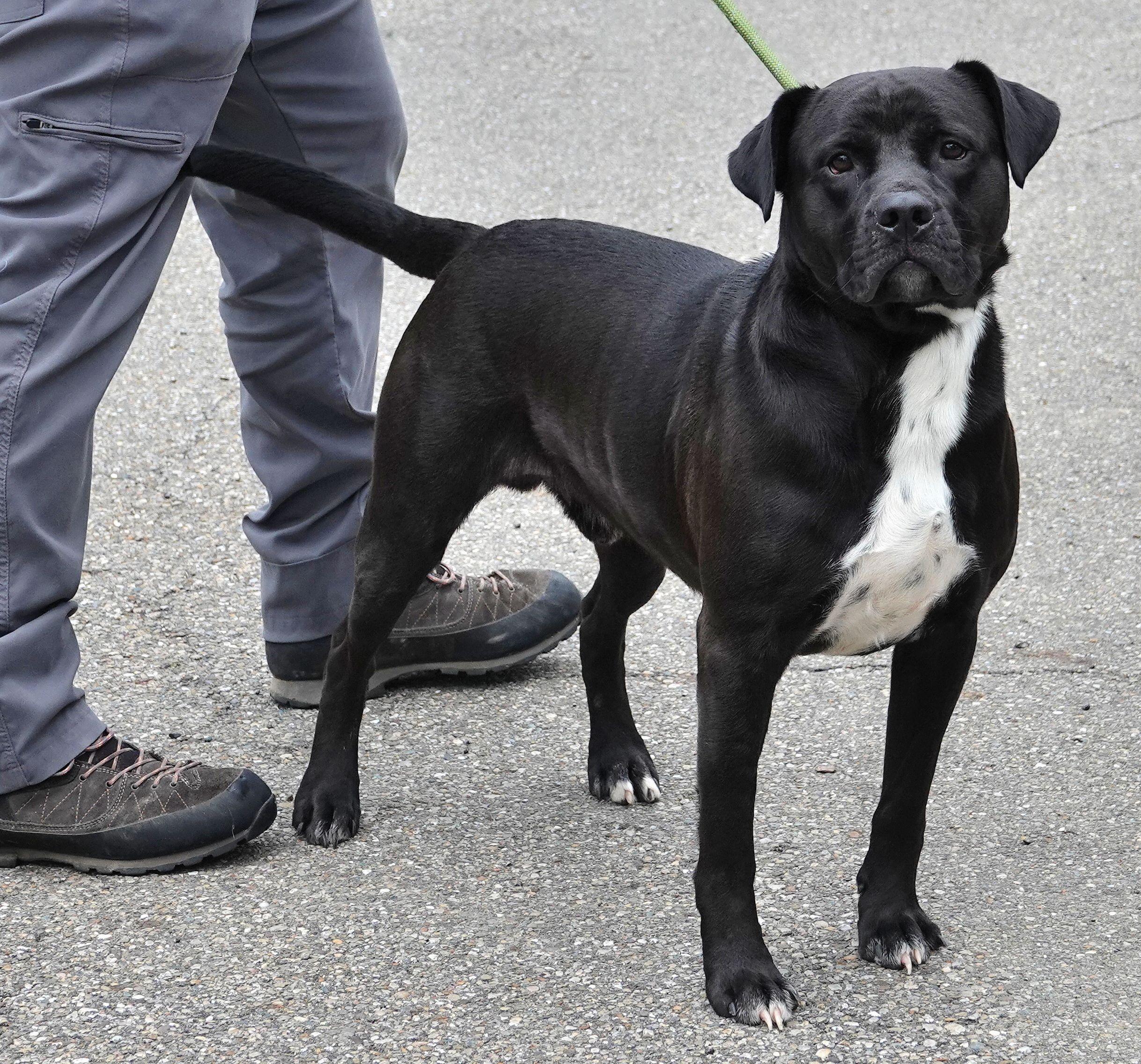 Breeze, a ADOPTABLE mixed breed in Millfield, OH image 3/4