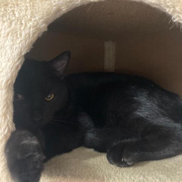 Glenn, Adoptable, Young Male Domestic Short Hair.