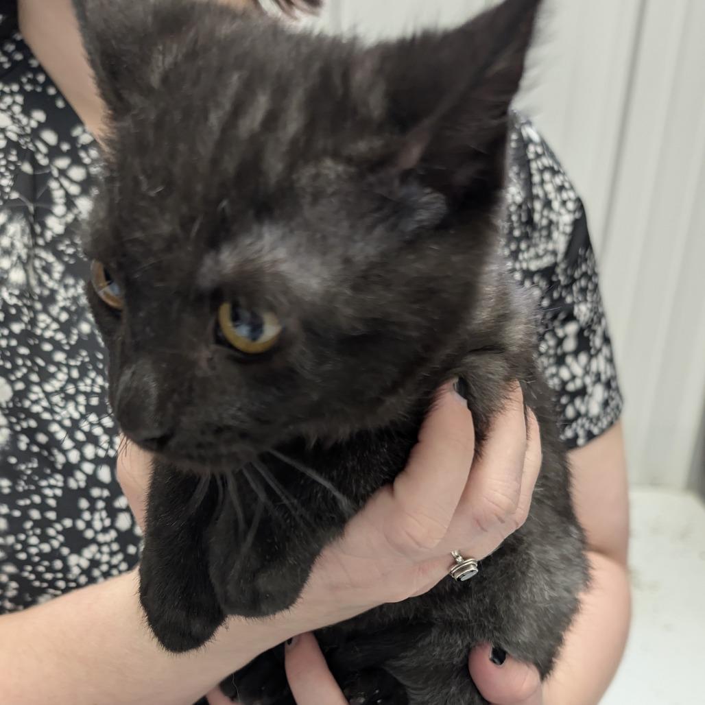 Glenn, Adoptable, Young Male Domestic Short Hair.