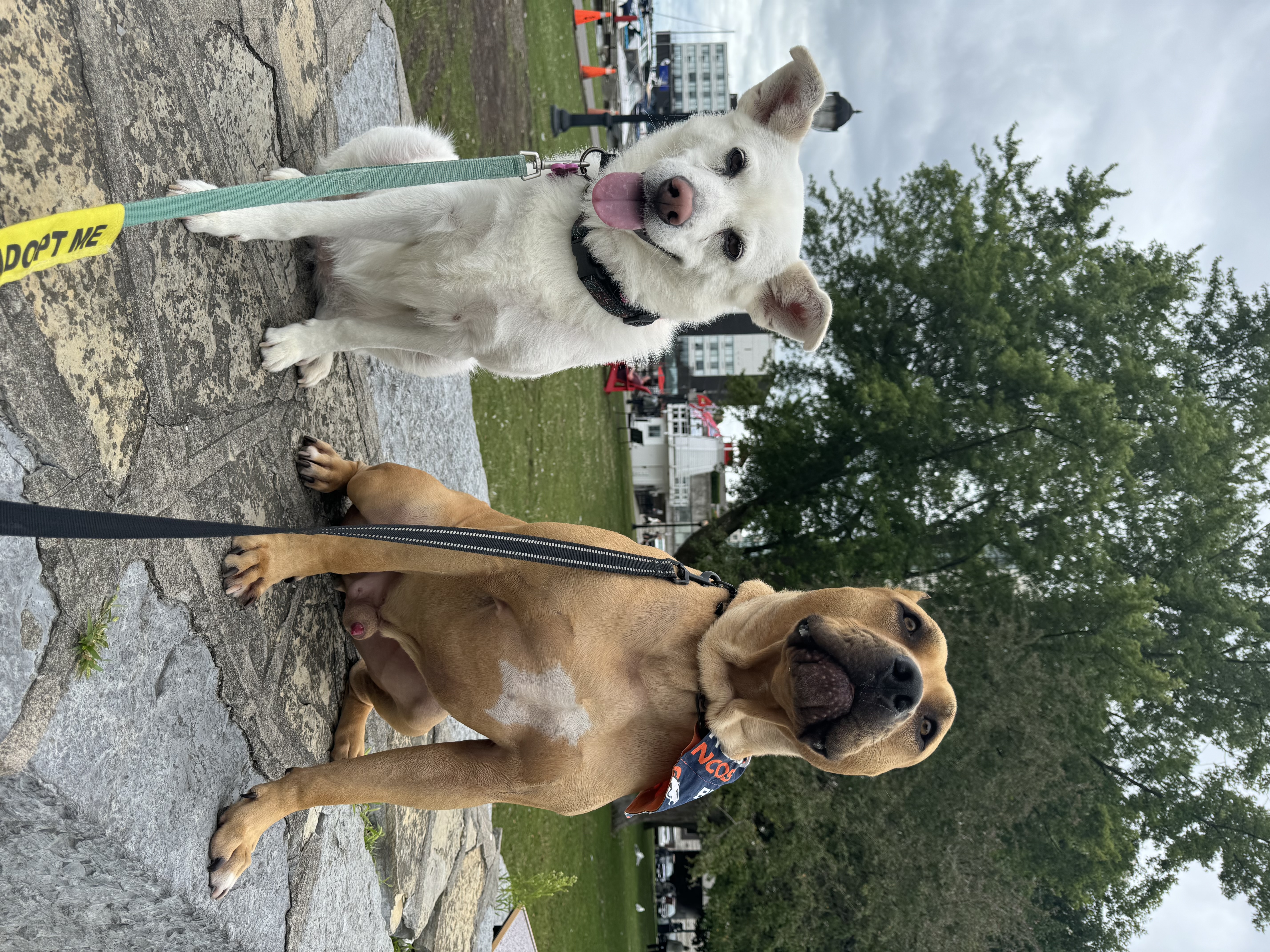 Enlarge Luna is looking for a foster home, a Adoptable mixed breed in North York, ON image 5/5