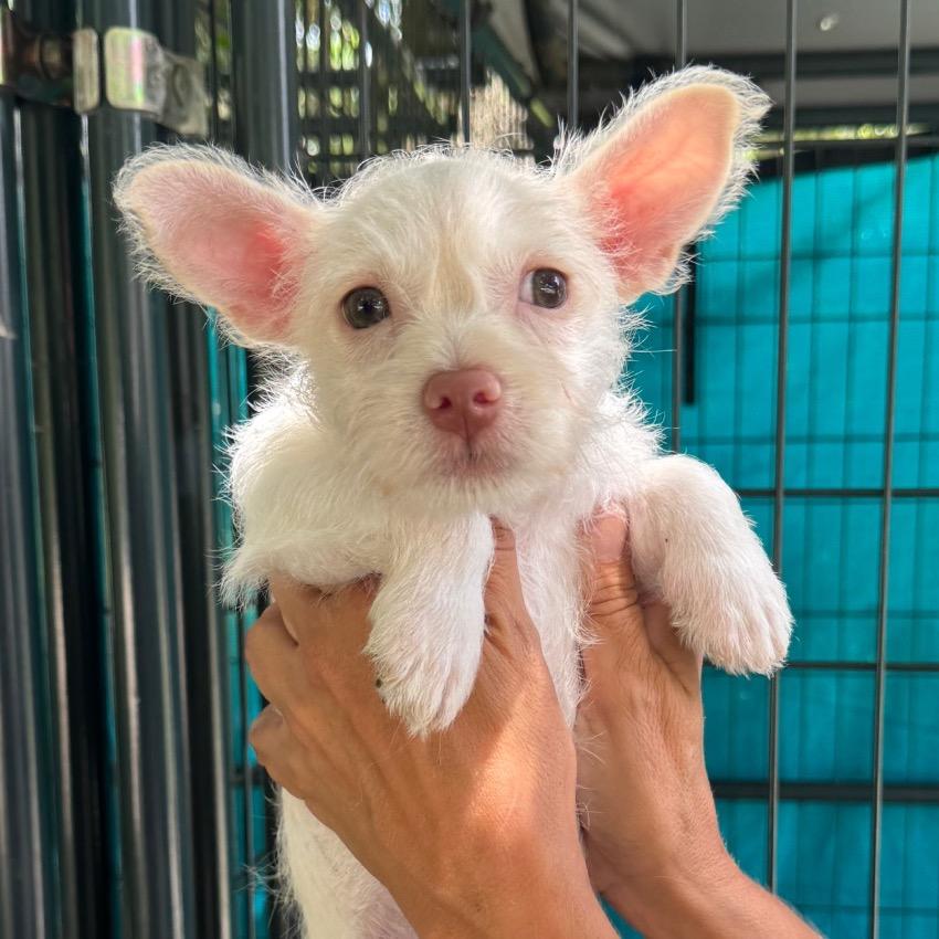Enlarge Bubbles, a Adoptable mixed breed in North Port, FL image 1/2