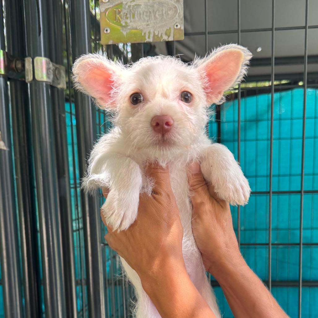 Enlarge Bubbles, a Adoptable mixed breed in North Port, FL image 2/2