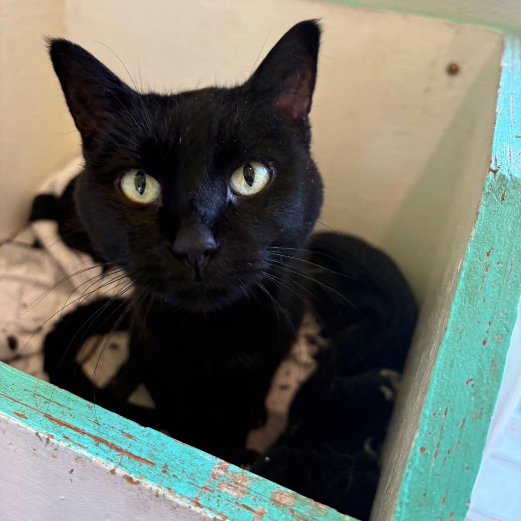 Olivia, Adoptable, Senior Female Domestic Short Hair & Mixed Breed.