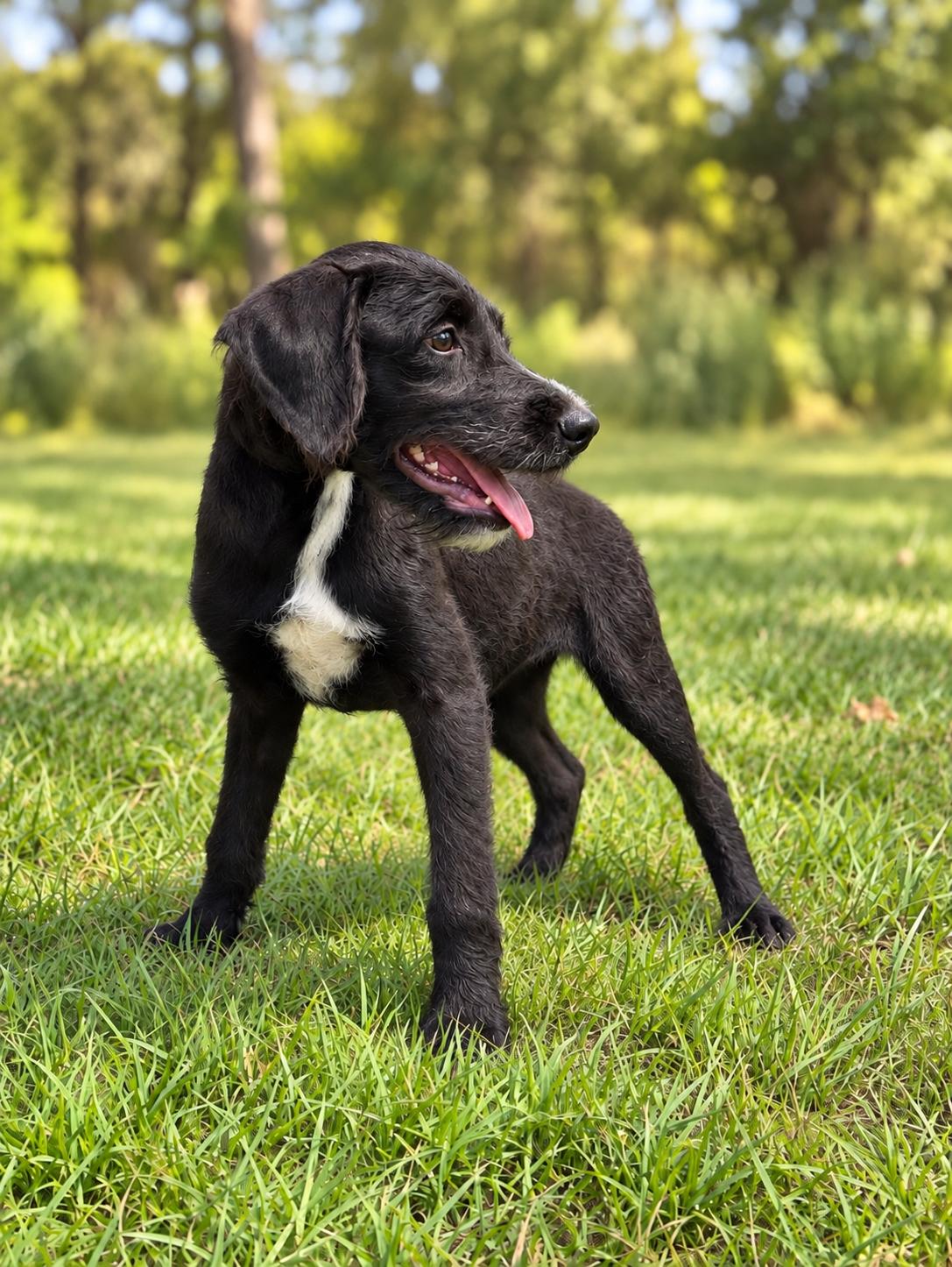 Enlarge Caleb, a Adoptable mixed breed in Helotes, TX image 1/3