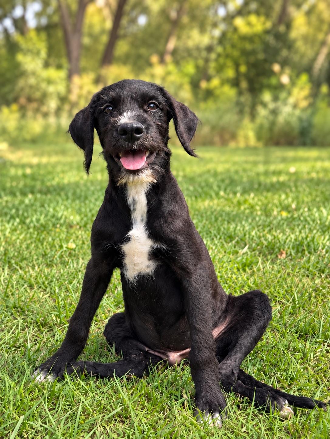 Enlarge Caleb, a Adoptable mixed breed in Helotes, TX image 3/3