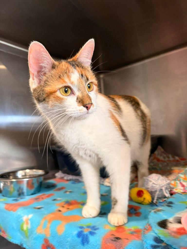 Enlarge CW1 - Callie, a Adoptable mixed breed in Ashland, WI image 1/1