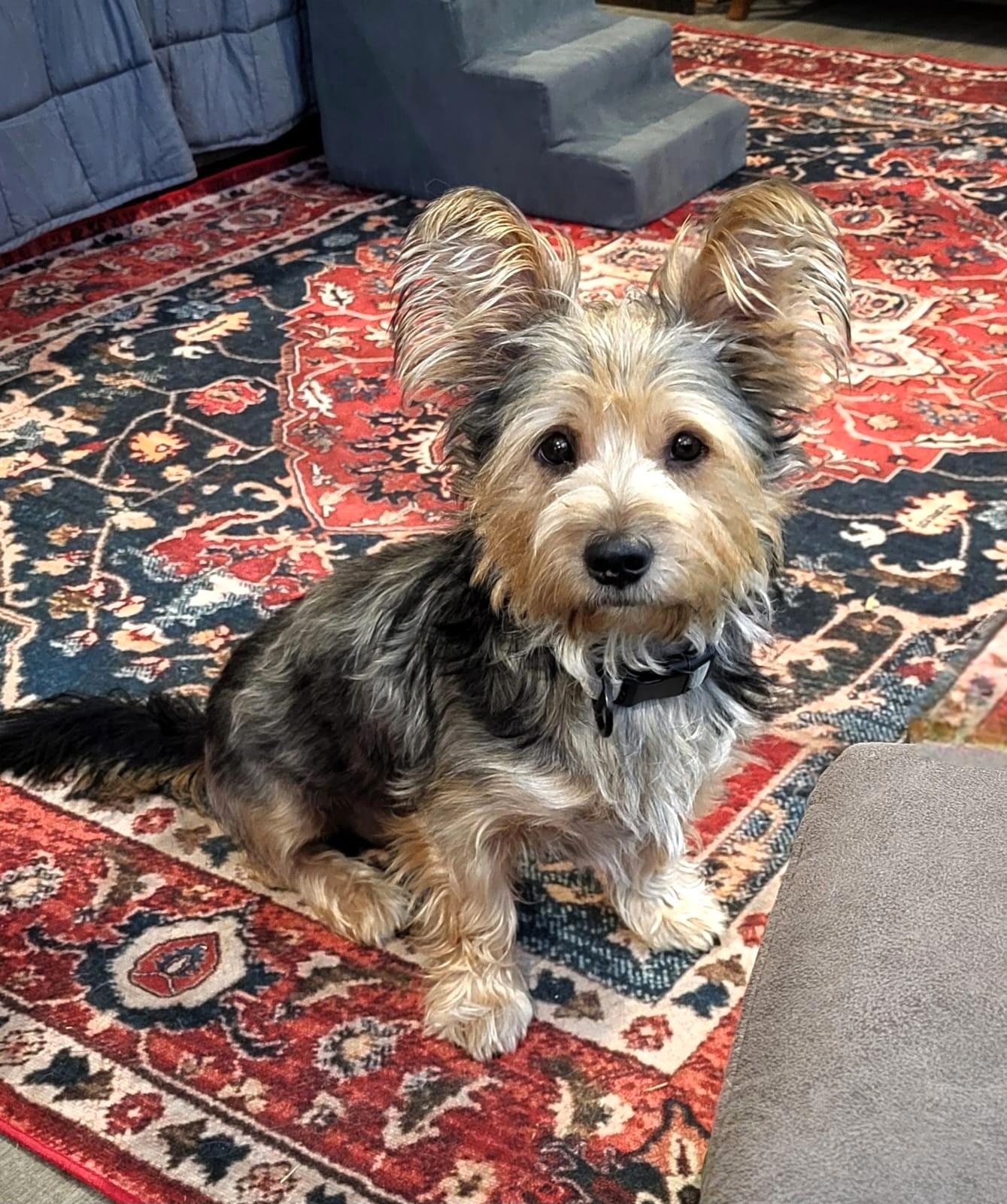 Enlarge Lolo, an adopted mixed breed in Southport, CT image 2/6