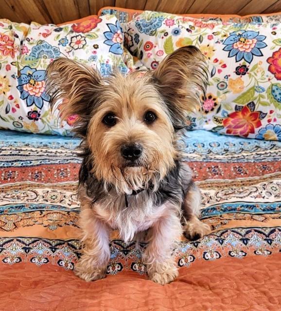 Lolo, Adoptable, Adult Male Cairn Terrier & Corgi.