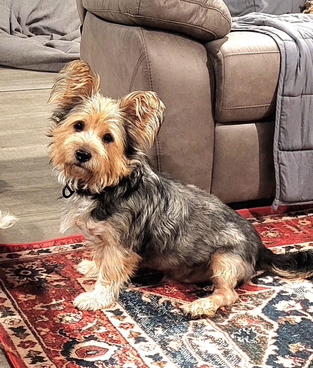 Enlarge Lolo, an adopted mixed breed in Southport, CT image 6/6