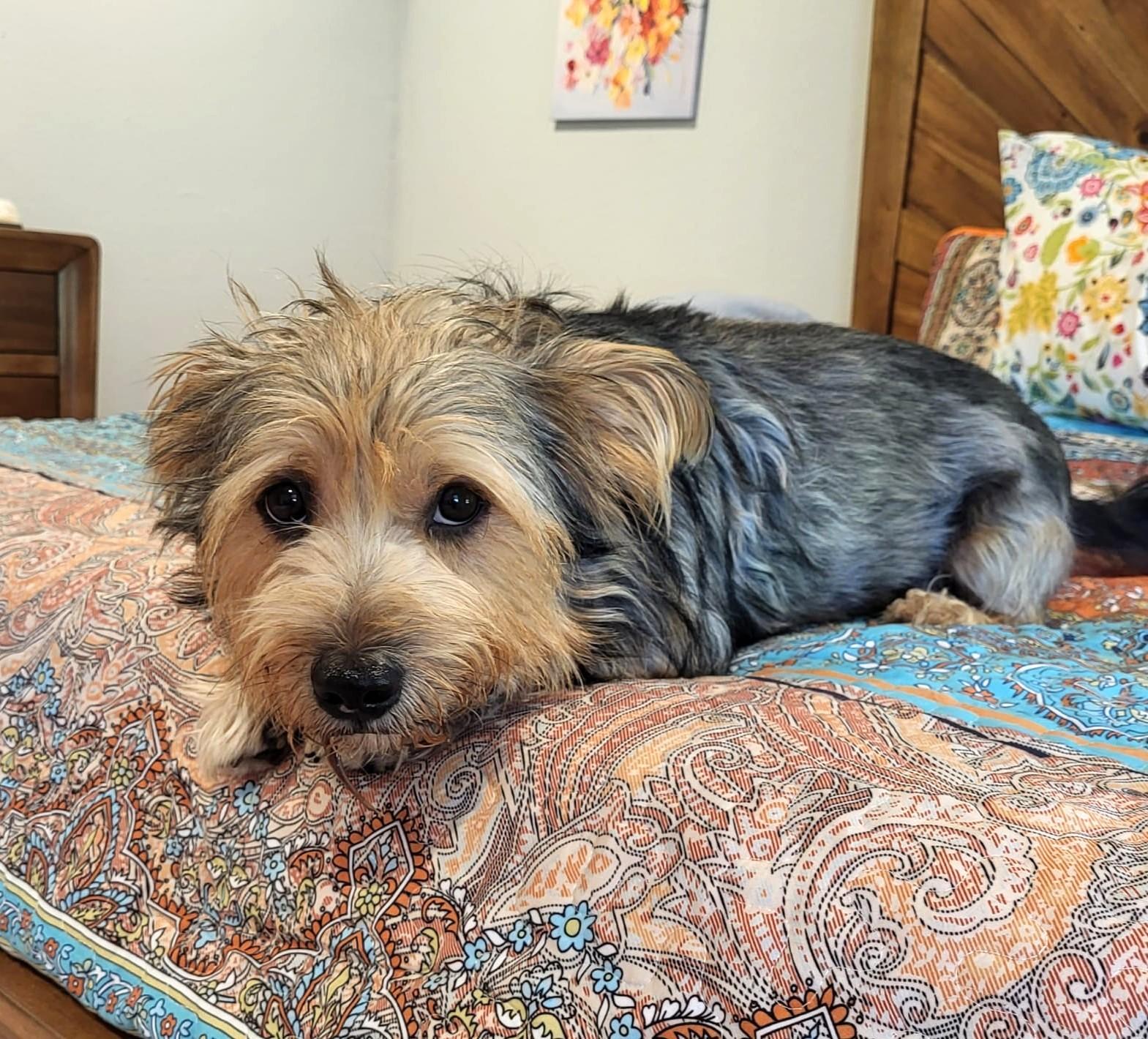 Enlarge Lolo, an adopted mixed breed in Southport, CT image 5/6