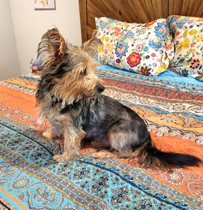 Enlarge Lolo, an adopted mixed breed in Southport, CT image 4/6