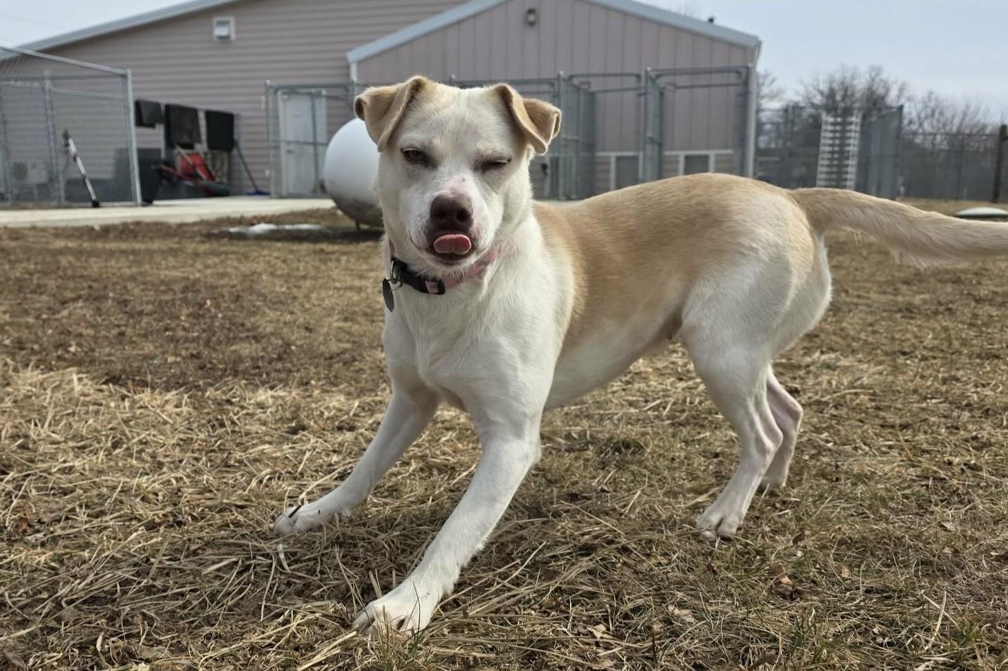 Flower, ADOPTABLE, Adult Female Labrador Retriever.