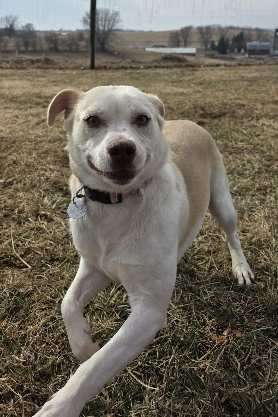 Enlarge Flower, a ADOPTABLE mixed breed in Elizabeth, IL image 2/2