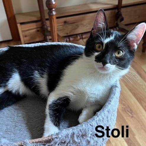 Stoli- paired with Wheatley
