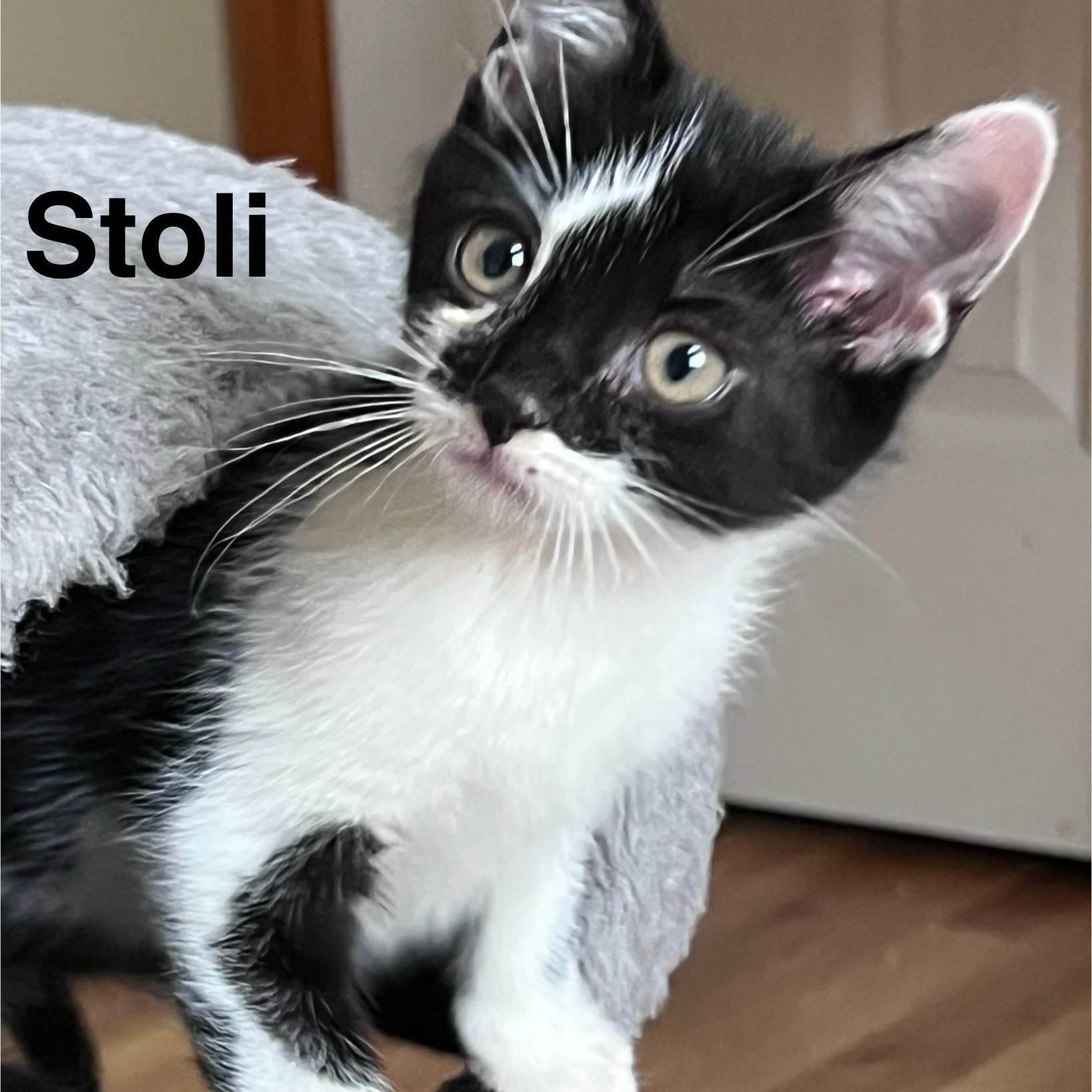 Stoli- paired with Wheatley