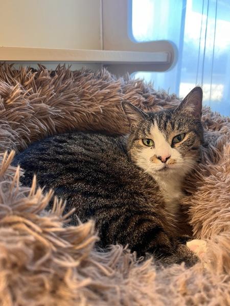 ALICE, Adoptable, Adult Female Domestic Short Hair.