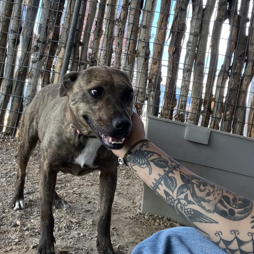Tigger, Adoptable, Adult Female Pit Bull Terrier & Mixed Breed.