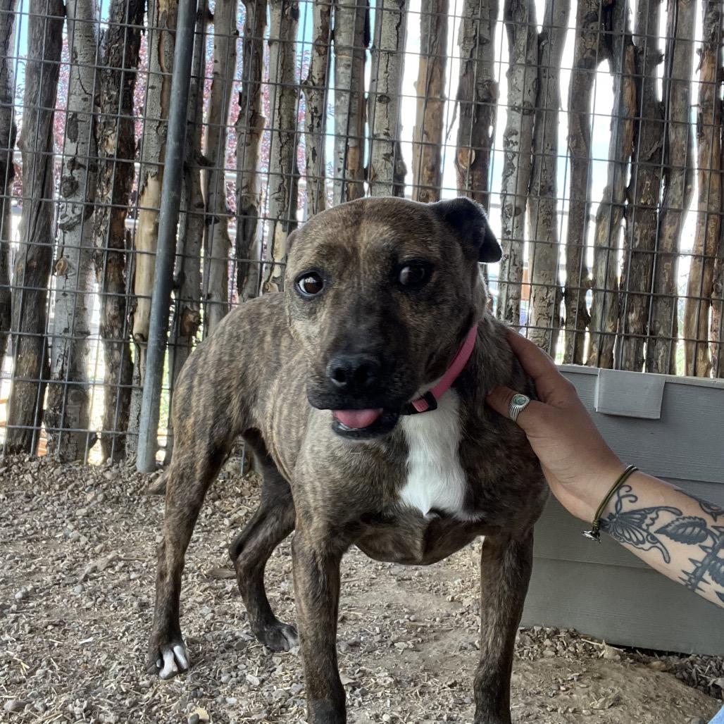 Tigger, a Adoptable mixed breed in Taos, NM image 2/4