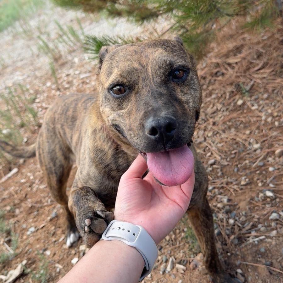Enlarge Tigger, a Adoptable mixed breed in Taos, NM image 3/5