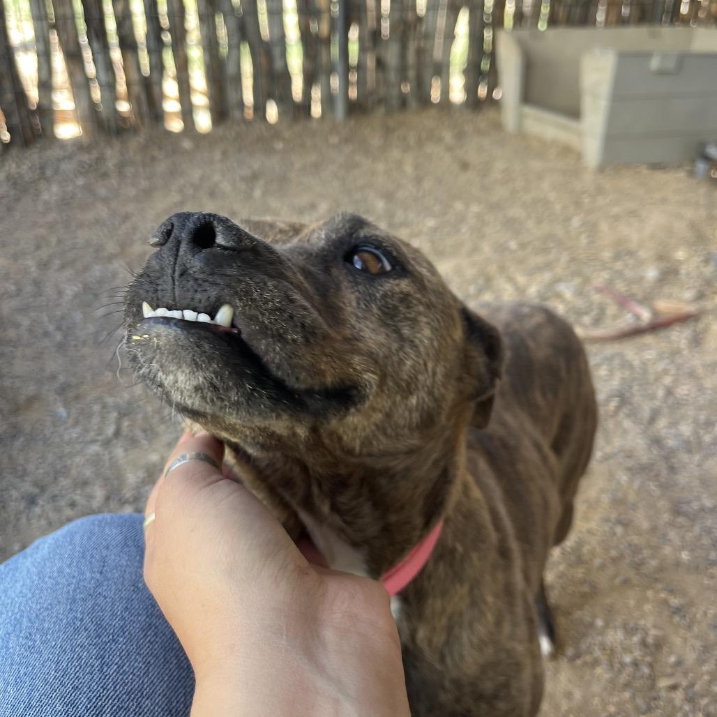 Tigger, a Adoptable mixed breed in Taos, NM image 3/4