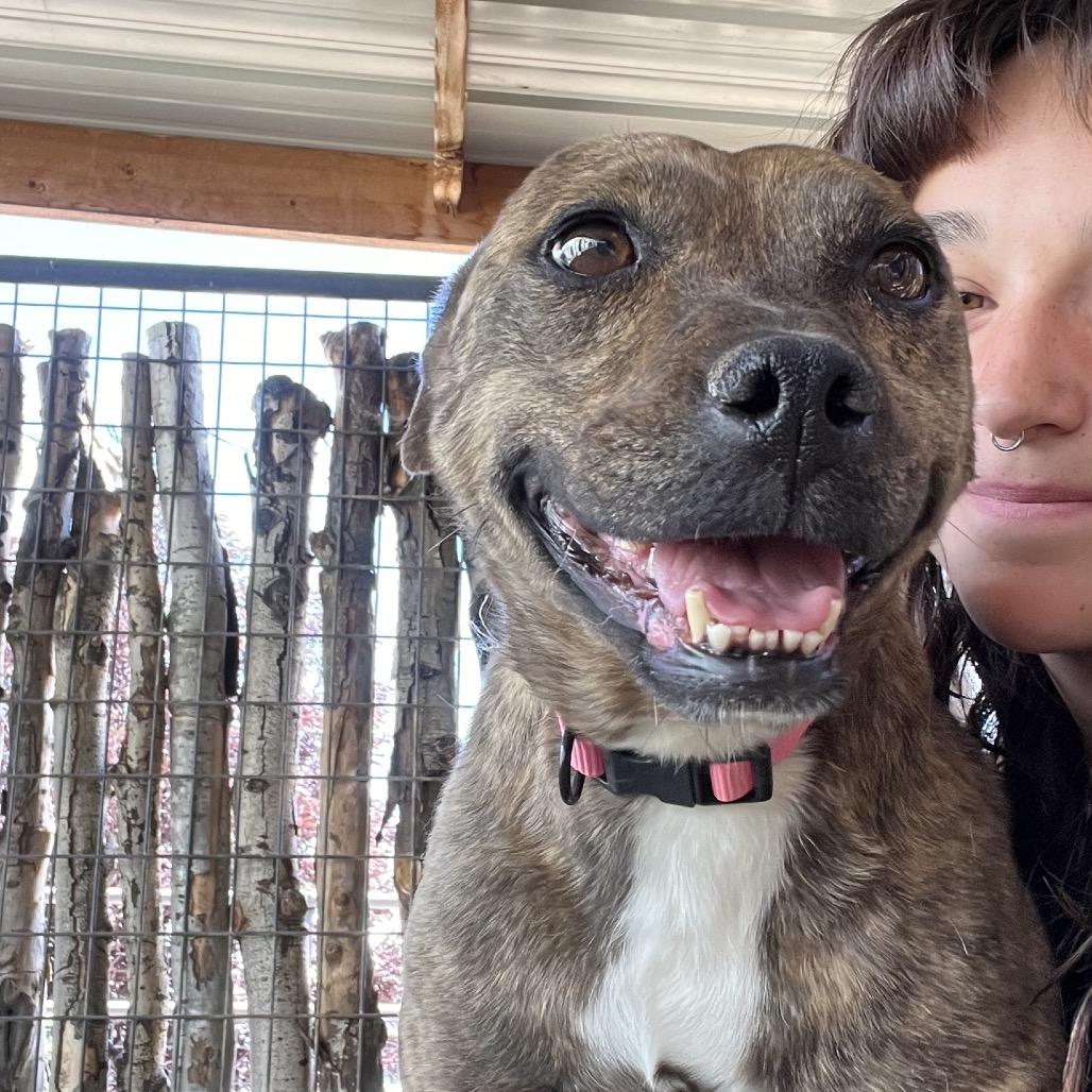 Tigger, a Adoptable mixed breed in Taos, NM image 4/4