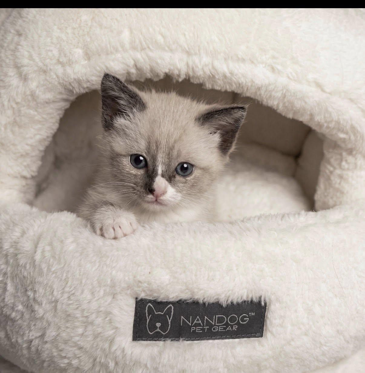 Enlarge Toto and Toby, an adopted Ragdoll in Beverly Hills, CA image 2/4
