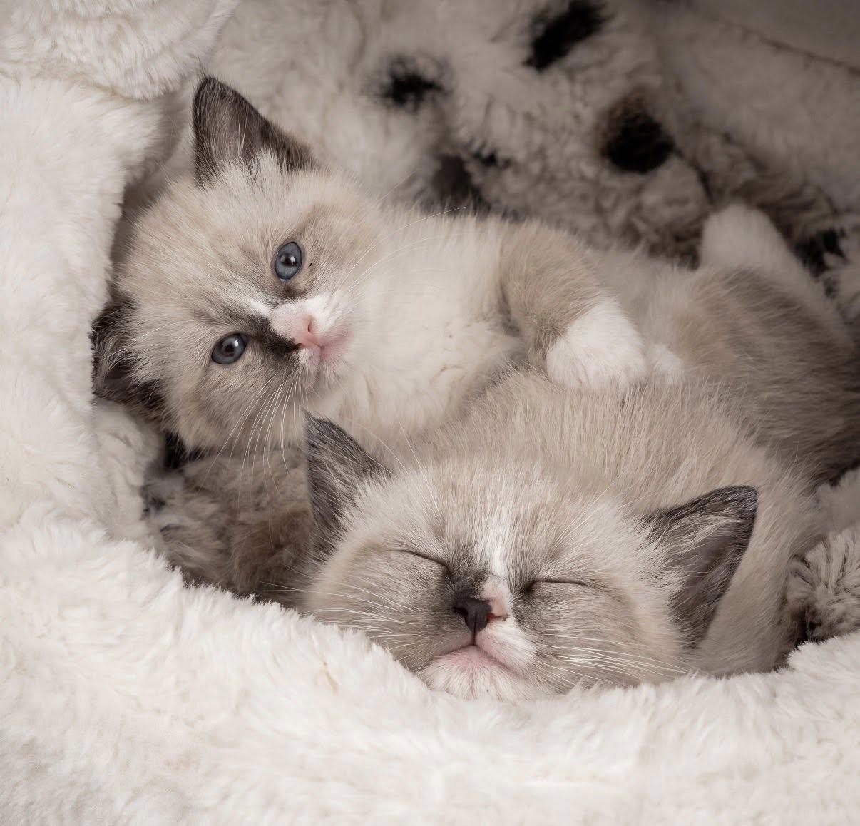 Enlarge Toto and Toby, an adopted Ragdoll in Beverly Hills, CA image 1/4