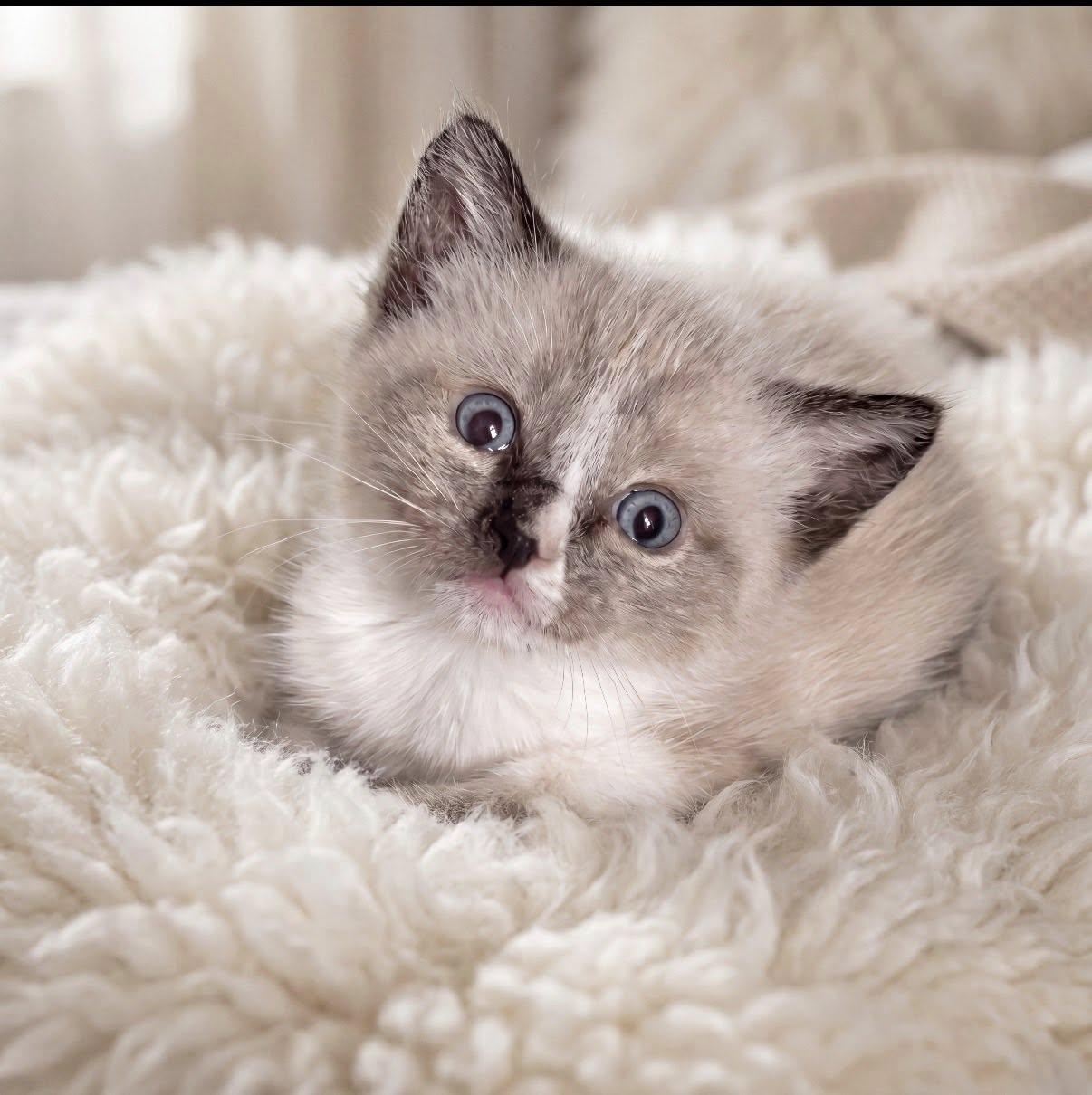 Enlarge Toto and Toby, an adopted Ragdoll in Beverly Hills, CA image 3/4