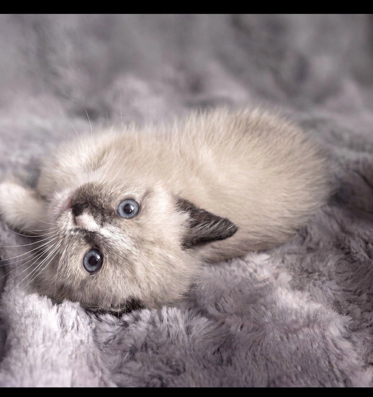 Enlarge Toto and Toby, an adopted Ragdoll in Beverly Hills, CA image 4/4