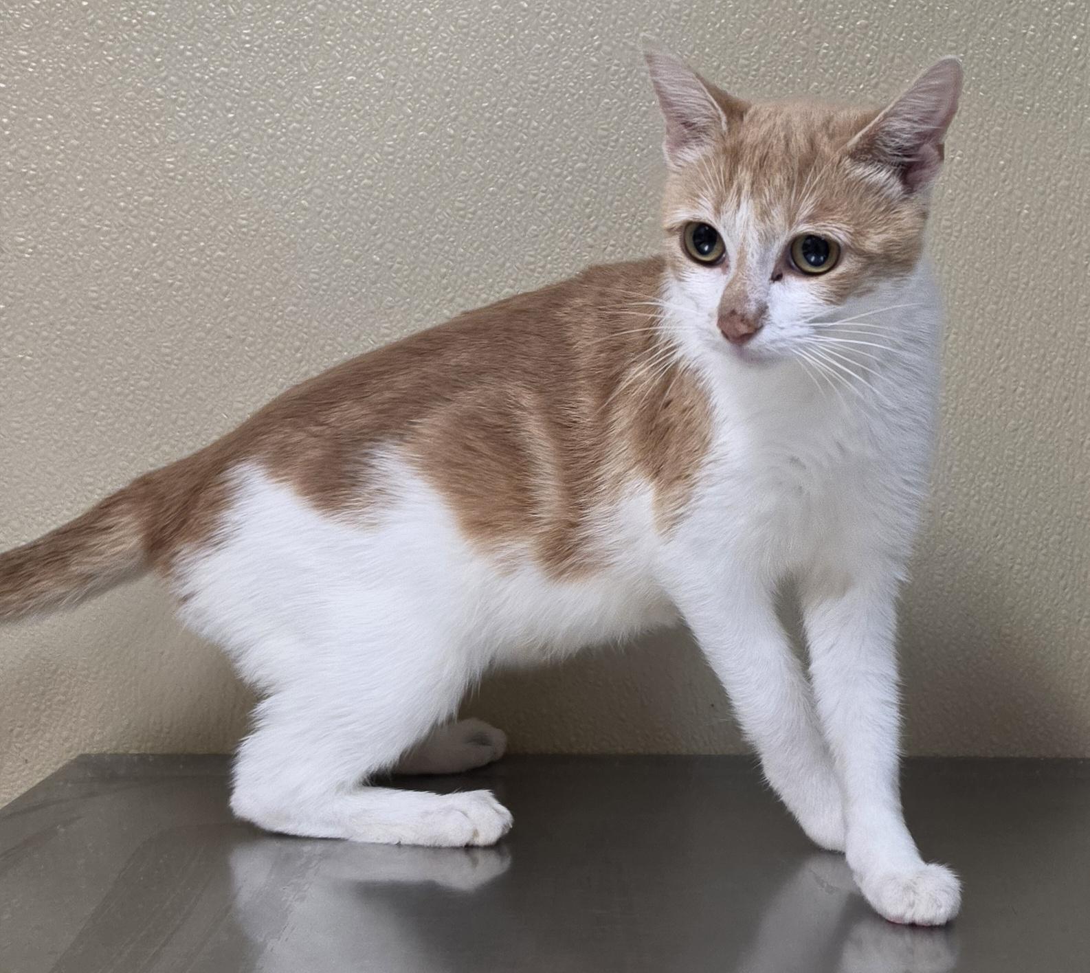 Ginger, Adoptable, Young Female Domestic Short Hair.