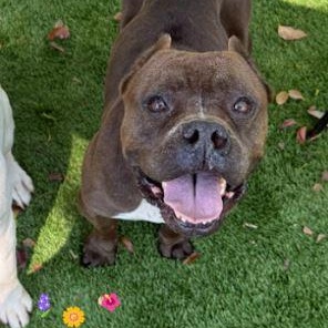 Enlarge Mazie, a Adoptable Mixed Breed in Palm Harbor, FL image 4/5