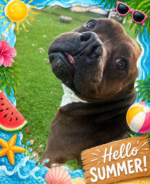 Enlarge Mazie, a Adoptable Mixed Breed in Palm Harbor, FL image 1/5