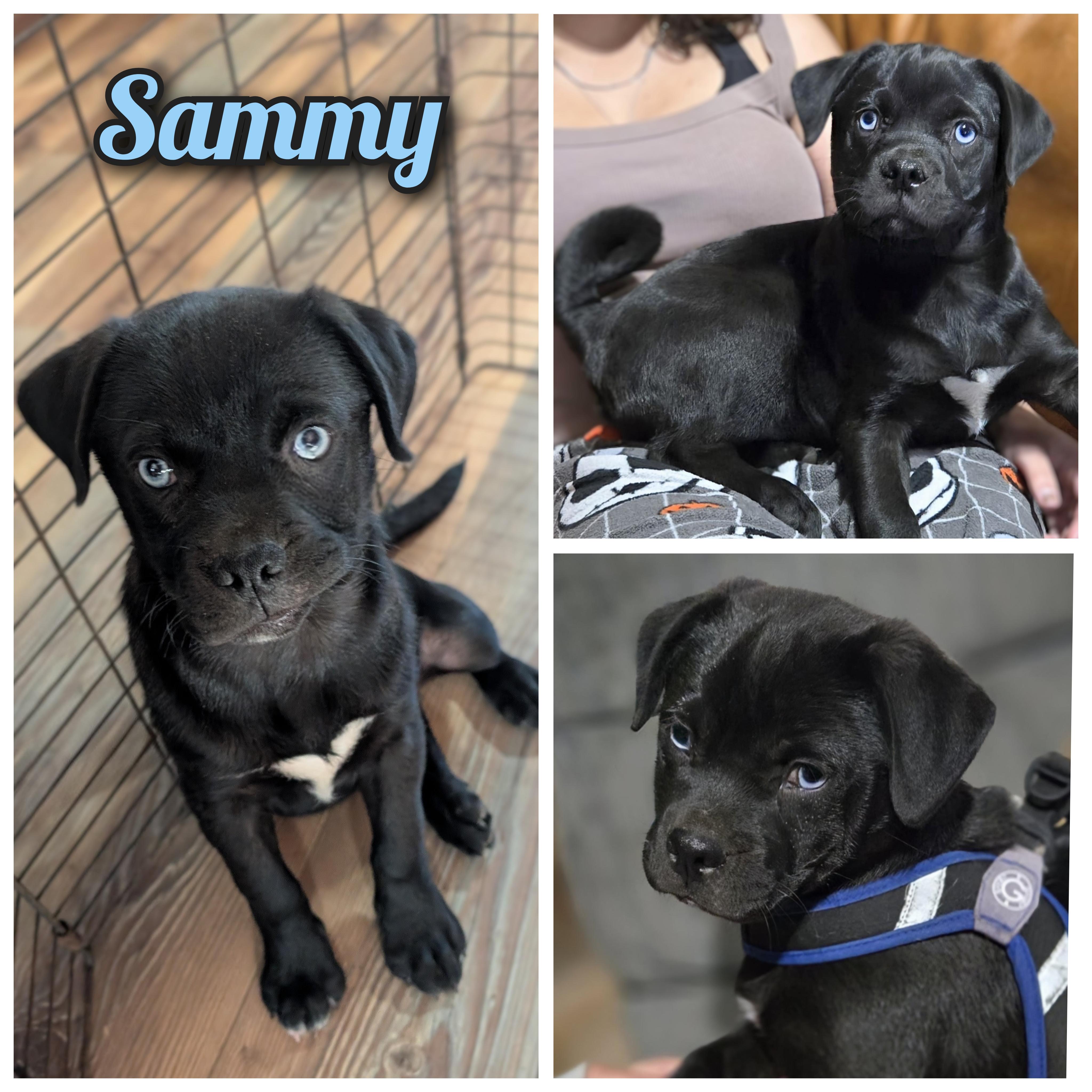 Sammy, ADOPTABLE, Puppy Male Pug.