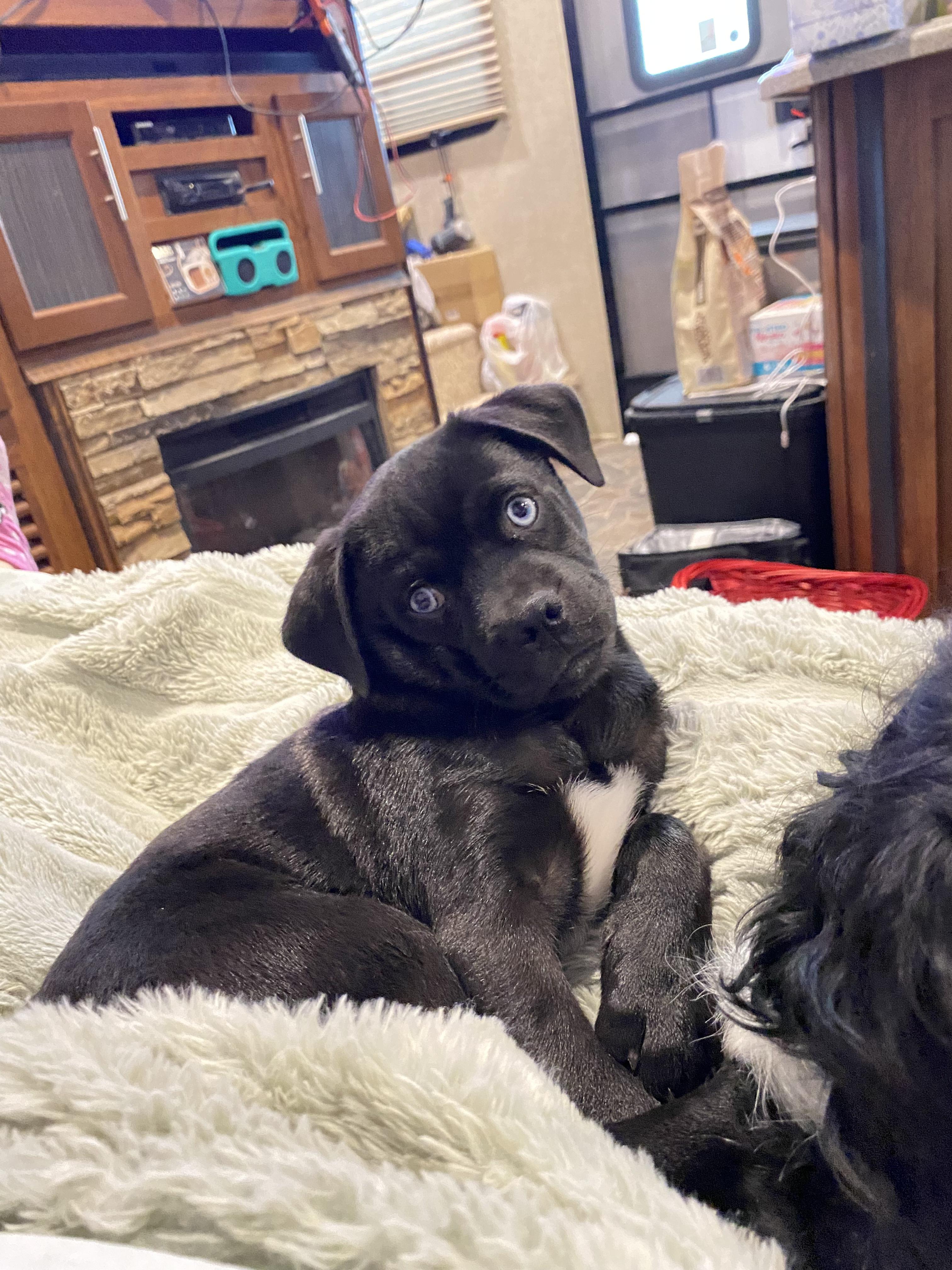 Enlarge Sammy, an adopted mixed breed in Bastrop, TX image 2/6