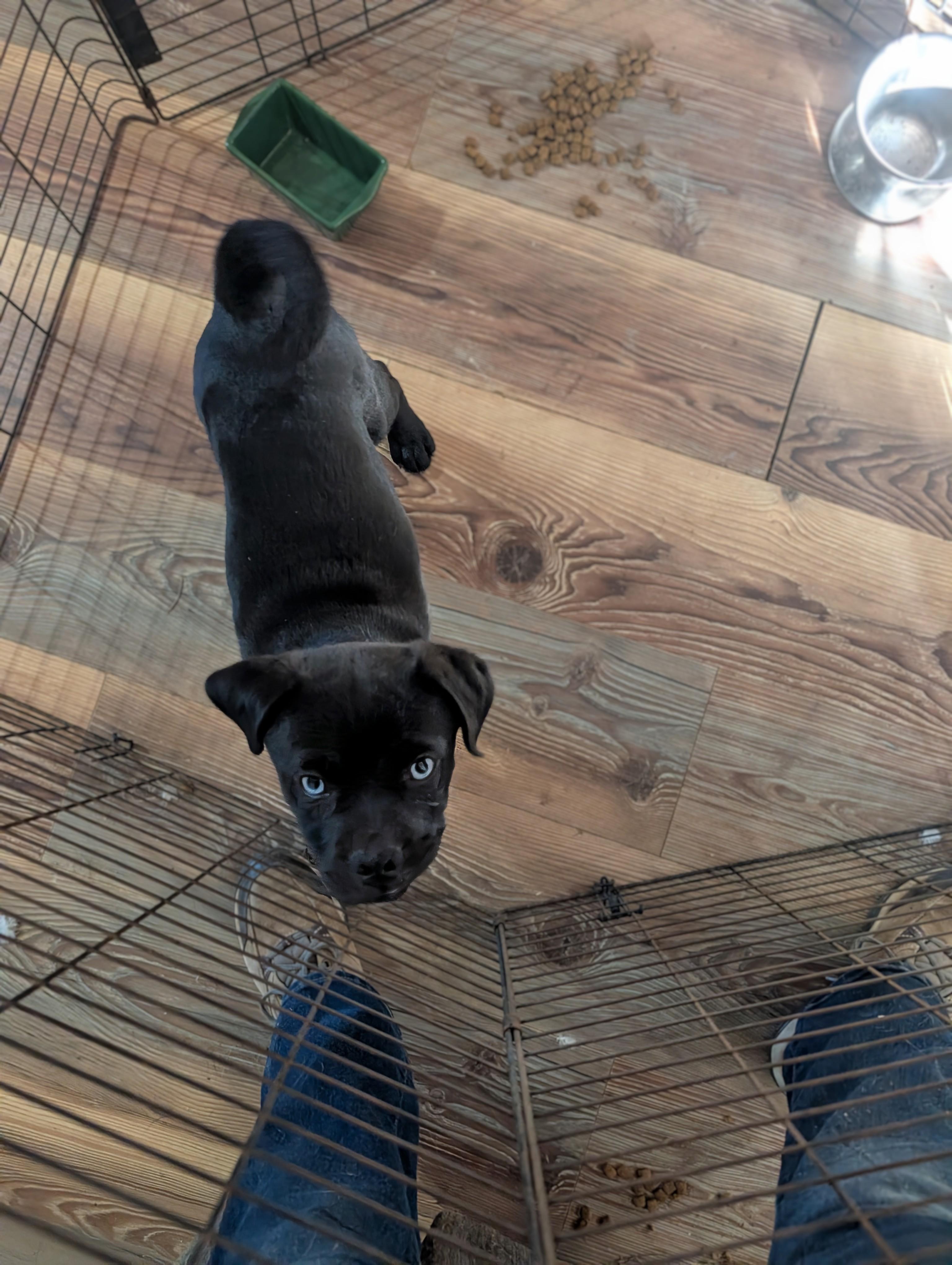 Enlarge Sammy, a ADOPTABLE mixed breed in Austin , TX image 5/6