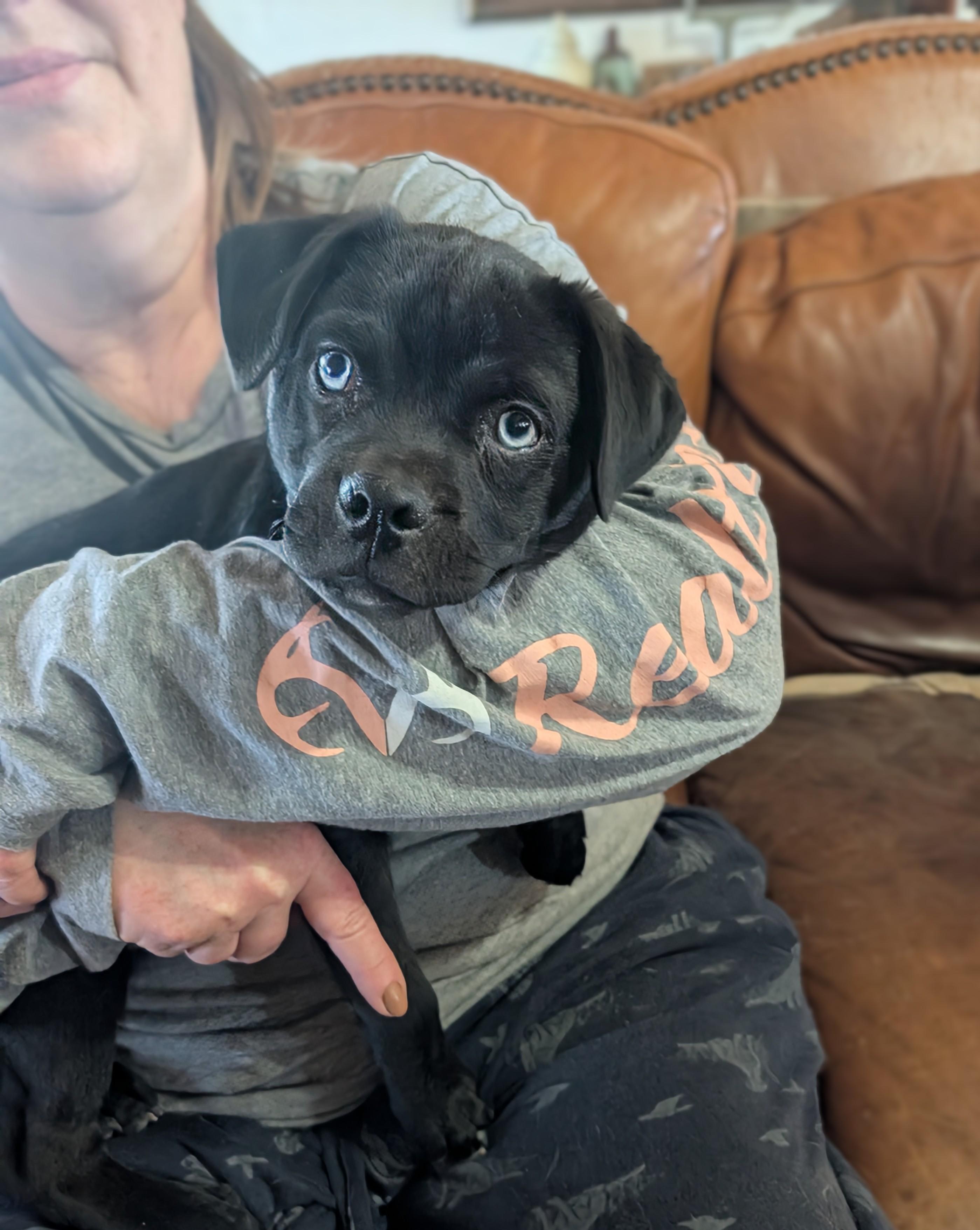 Enlarge Sammy, a ADOPTABLE mixed breed in Austin , TX image 4/6