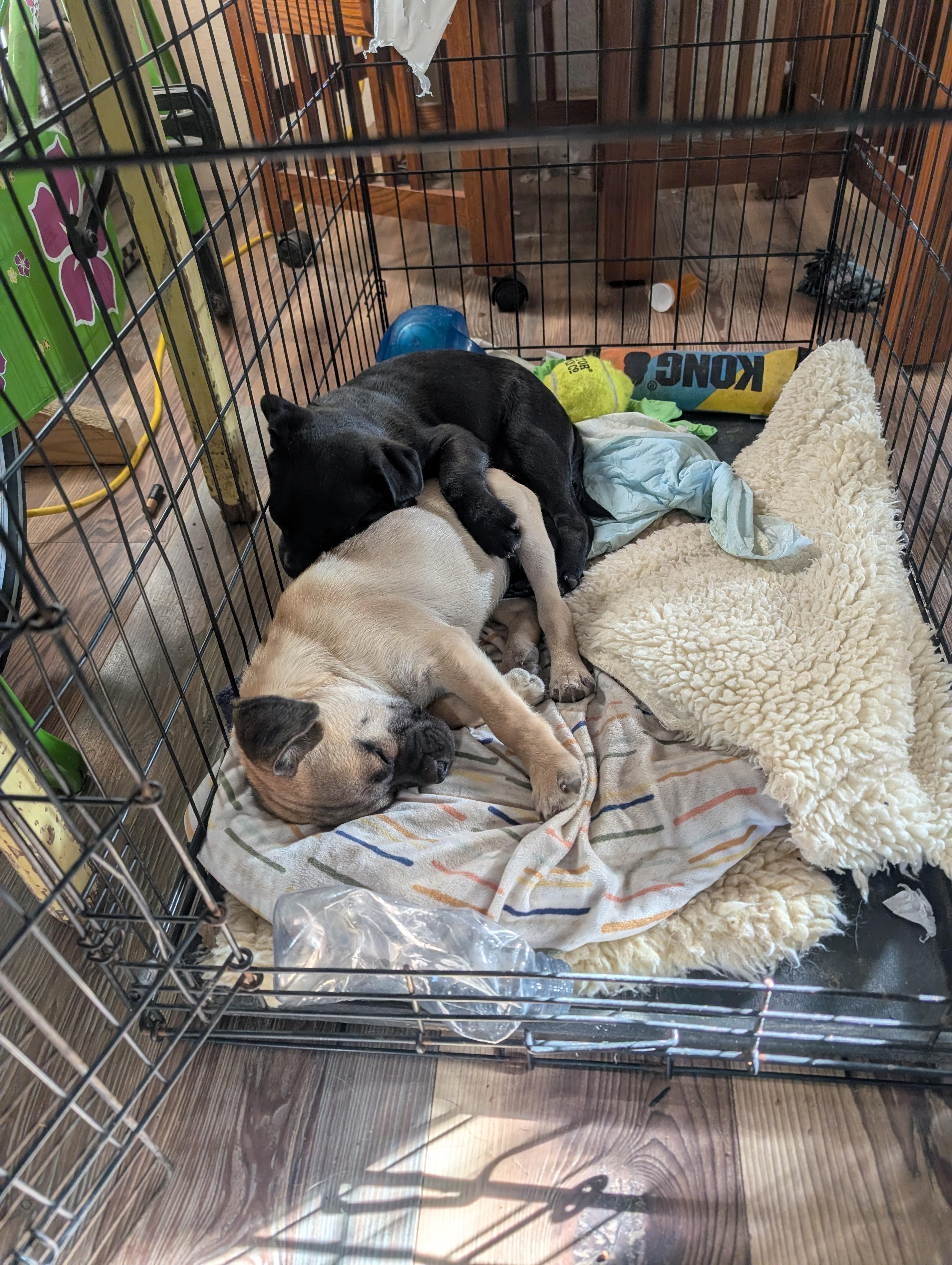 Enlarge Sammy, a ADOPTABLE mixed breed in Austin , TX image 3/6