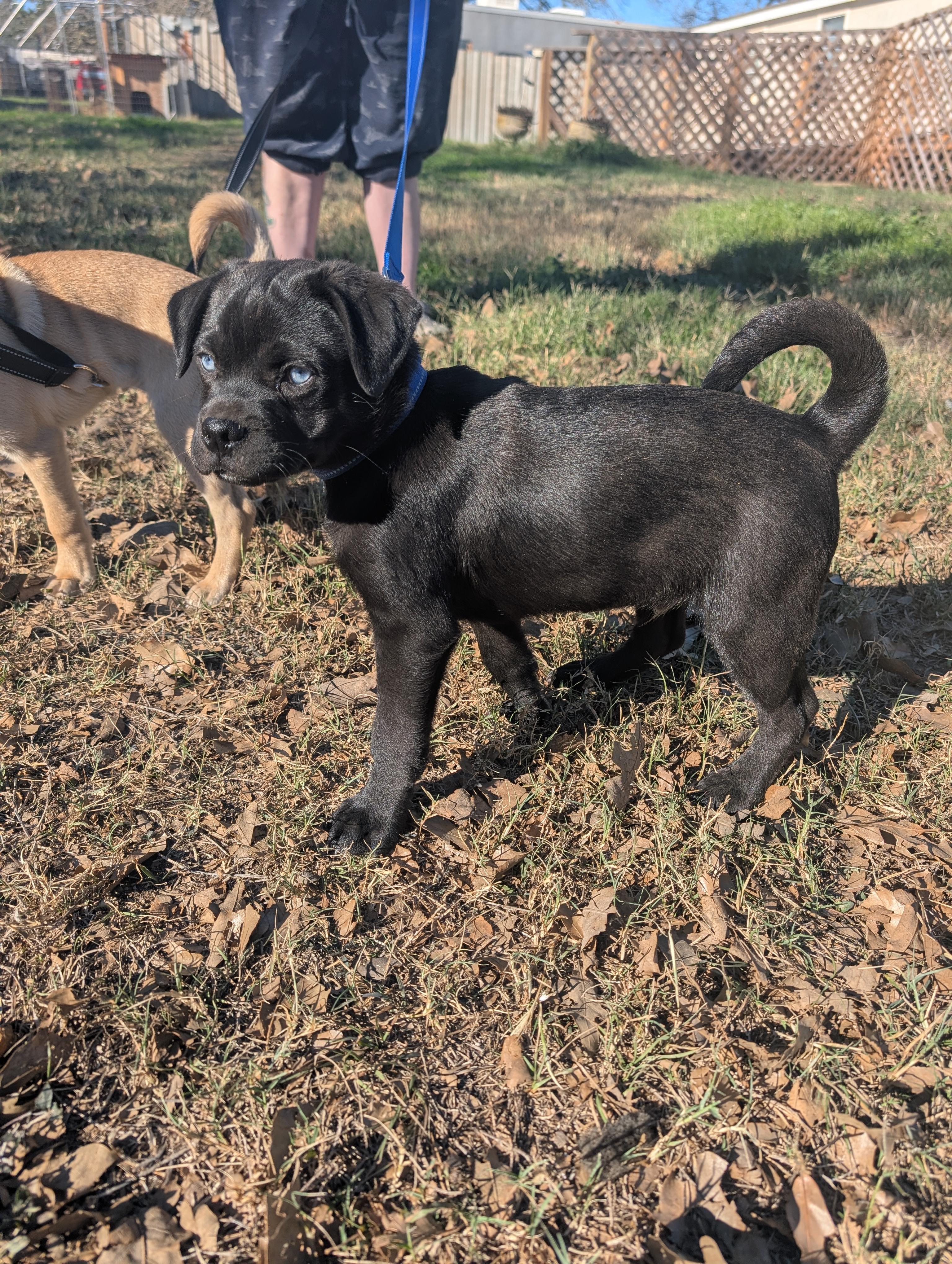 Enlarge Sammy, a ADOPTABLE mixed breed in Austin , TX image 6/6