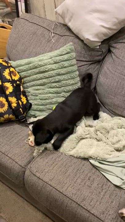 Enlarge Sammy, an adopted mixed breed in Bastrop, TX video 6/6