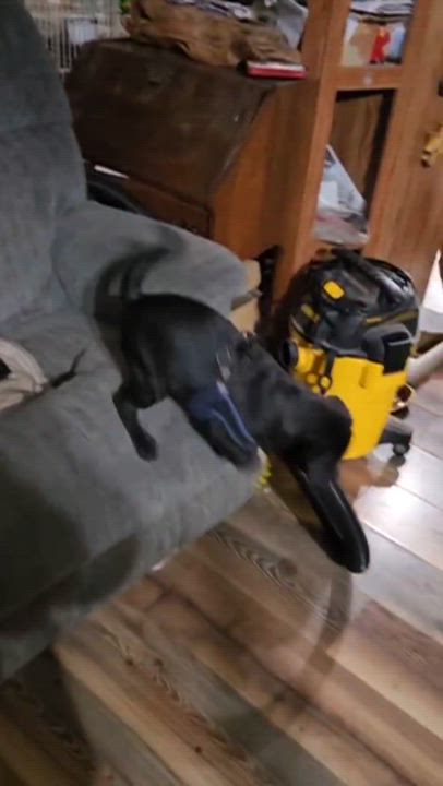 Enlarge Sammy, a ADOPTABLE mixed breed in Austin , TX video 2/6