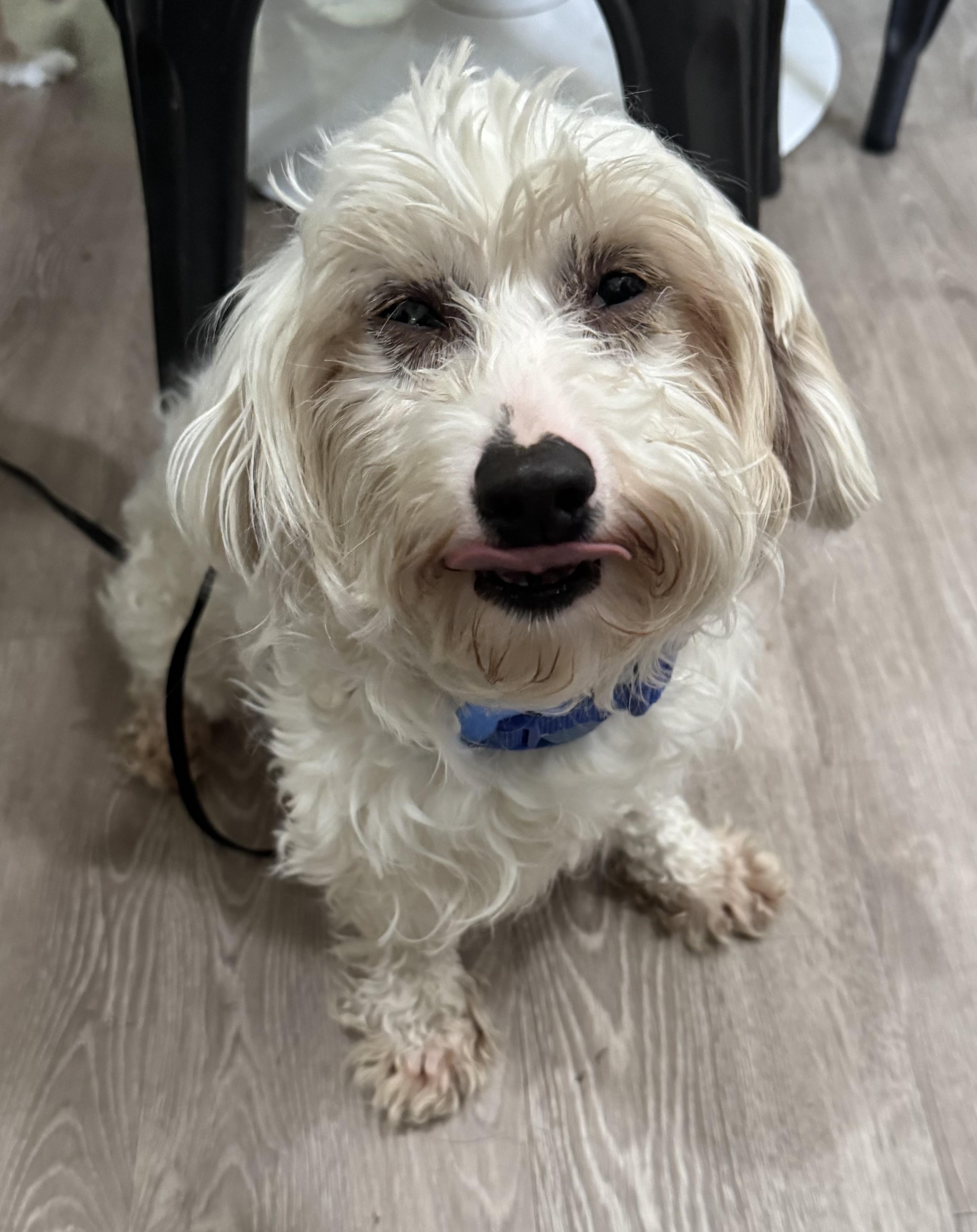 Elaine , adoptable, Adult Female Maltese & Bichon Frise.